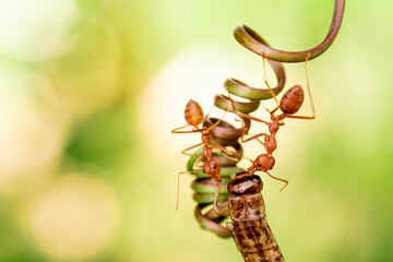 red ant, action helping for food on the branch big tree, in garden among green leaves blur background, selective eye focus and black backgound, macro