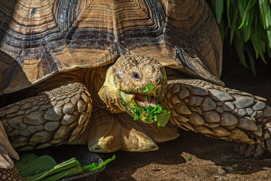 closeup Portrait of giant Turtle eating a grass