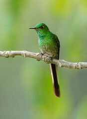 Fototapeta premium Green-tailed Trainbearer Lesbia nuna Hummingbird