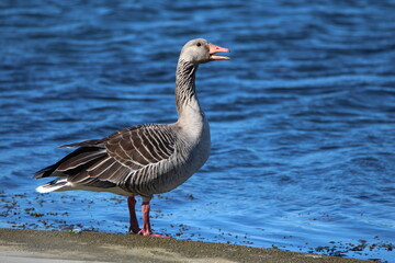 Greylag goose