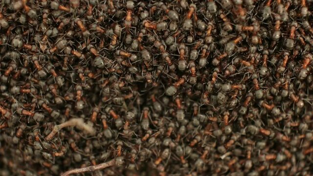 red forest ants, close up, background
