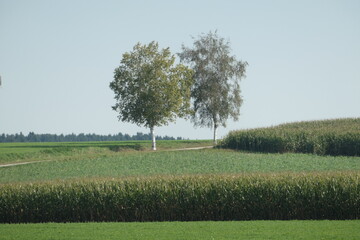 Zwei Birken an einem Maisfeld