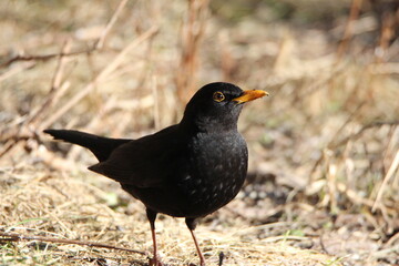 blackbird on the ground