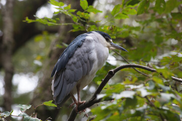 Bird perched in a tree