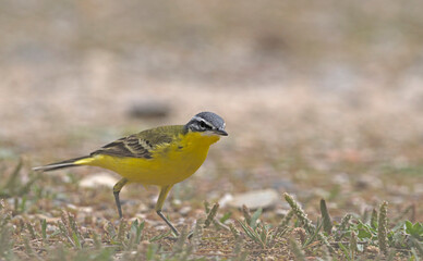 Western Yellow Wagtail - Motacilla flava, Crete