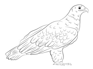 Cartoon  wild eagle in isolate on a white background. Vector illustration.