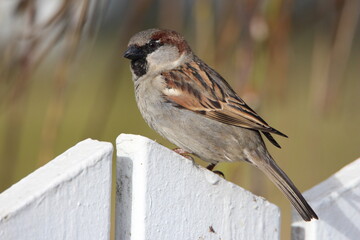 sparrow on a fence