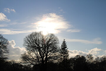 Fototapeta na wymiar Vue d'un arbre avec le soleil