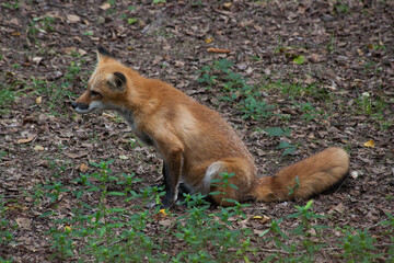 Red fox outdoors in nature