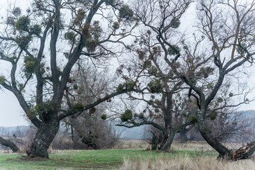 Fototapeta premium trees with mistletoe on field
