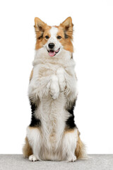 border collie on white background