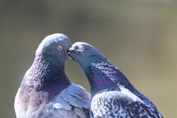 kissing pidgeons