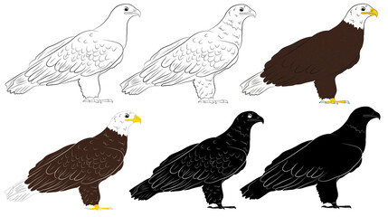 Set of Cartoon  wild eagle in isolate on a white background. Vector illustration.