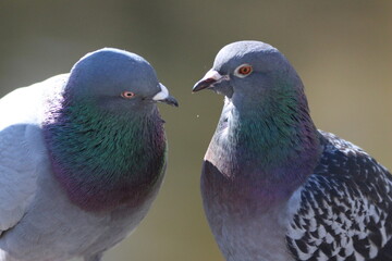 pidgeons