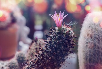 Cactus is a beautiful plant with many colorful flowers.
