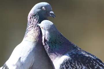 pidgeon couple
