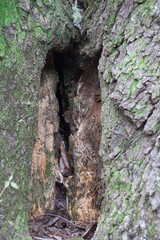 Abstraction of a tree