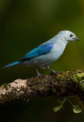 Blue-gray Tanager
Thraupis episcopus