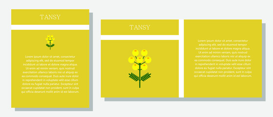 Tansy. Information banner or tag in two designs. Description and useful properties of tansy. Template for essential oil, spices. Brochure with empty space for text.