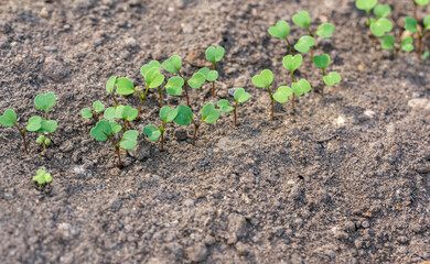 Fresh rucola seedlings growing on a row in the vegetable garden