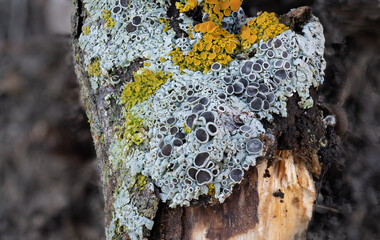Marco image of pale green lichen with reproductive structures and patches of orange lichen.  
