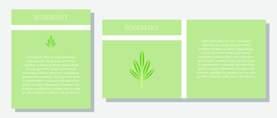 Rosemary. Information banner or tag in two designs. Description and useful properties of rosemary. Template for essential oil, spices. Brochure with empty space for text.
