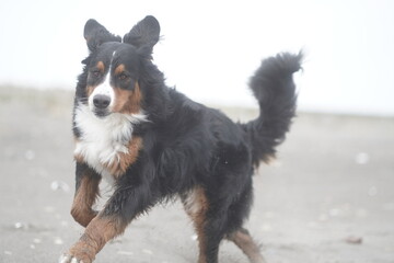 Fototapeta premium border collie dog