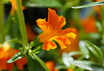 Bright color of Bush Monkey 'Jelly Bean Orange' flower