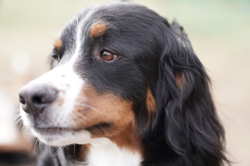 bernese mountain dog