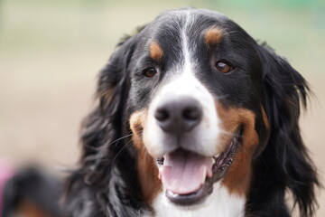 bernese mountain dog