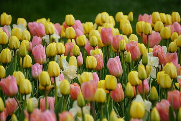 Obraz premium Pink and yellow tulip flowers at full bloom in the Spring