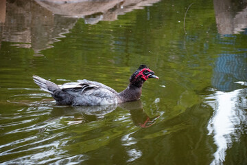 Exotic black Duck in a park, black duck in a zoo. Exotic goose in farm