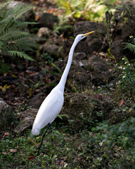 Great White Egret Stock Photos. Close-up profile view in foliage of with white flowers with its neck expanded looking up, with a foliage background and foreground in its habitat. Image. Portrait. 