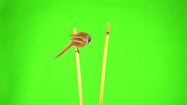 three baleen tits sit on reed (cattail) and fly away on green screen. studio