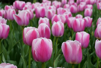 Beautiful pink and white color of late tulip flowers at full bloom