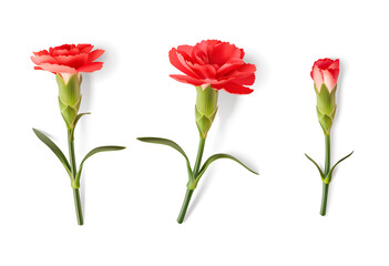 Set of red realistic carnation with shadow isolated on white. Decorative flower with leaves, design element for Mothers day or  9 May Victory Day holiday. Vector stock illustration. 