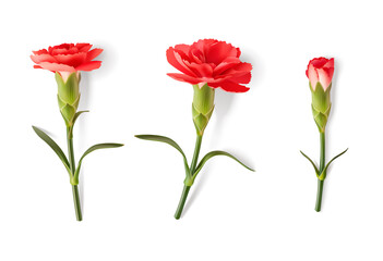 Obraz premium Set of red realistic carnation with shadow isolated on white. Decorative flower with leaves, design element for Mothers day or 9 May Victory Day holiday. Vector stock illustration. 