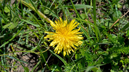 A plant blooming in early spring with yellow flowers called dandelion, which grows commonly on lawns in the city of Białystok in Podlasie in Poland