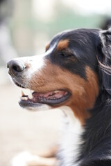 bernese mountain dog
