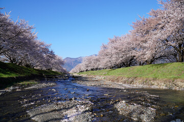 Fototapeta na wymiar 安曇野　黒沢川の桜並木