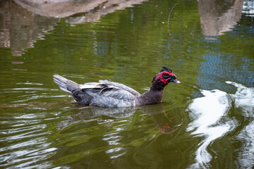 Exotic black Duck in the water, black duck in a zoo. Exotic goose in farm
