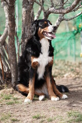 bernese mountain dog