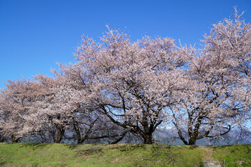安曇野　黒沢川の桜並木