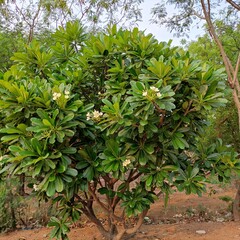 Obraz premium GREEN GARDEN SINGIL TREE