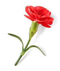 Red realistic carnation with shadow isolated on white. Decorative flower with leaves, design element for Mothers day or  9 May Victory Day holiday. Vector stock illustration. 