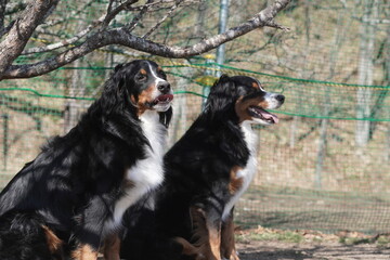 bernese mountain dog