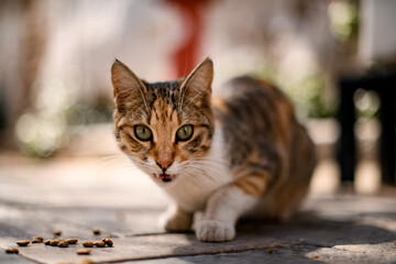 Close-up of cat sits on the pavement and eats cat food on the street