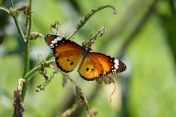 Close up of butterfly on flowers.