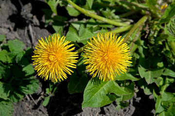A plant blooming in early spring with yellow flowers called dandelion, which grows commonly on lawns in the city of Białystok in Podlasie in Poland