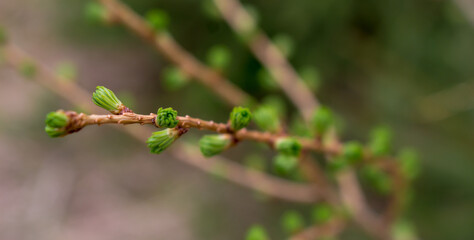 larch branch